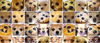 Muffin versus Chihuahua AI comparison